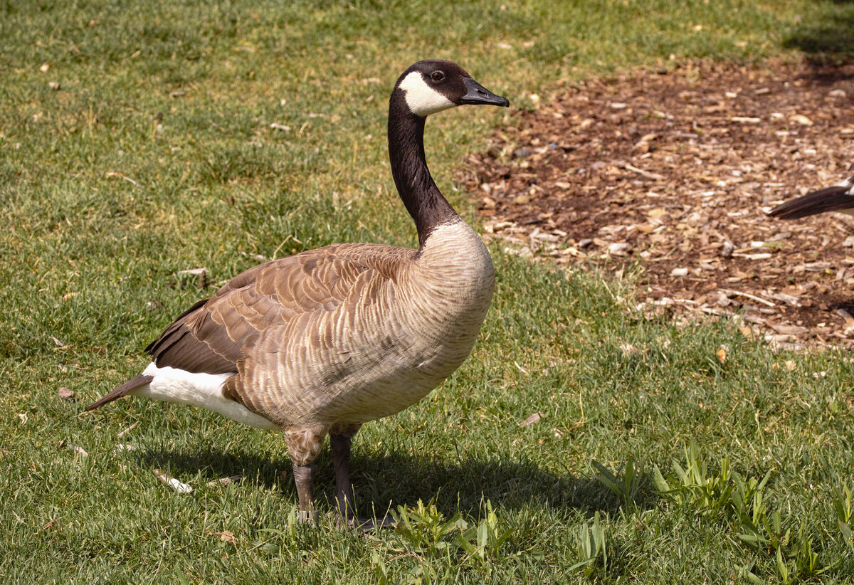 Canada Goose at Local Park | Focal World