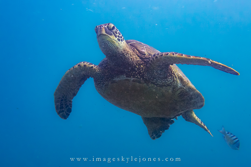 0193 Turtle_850.jpg