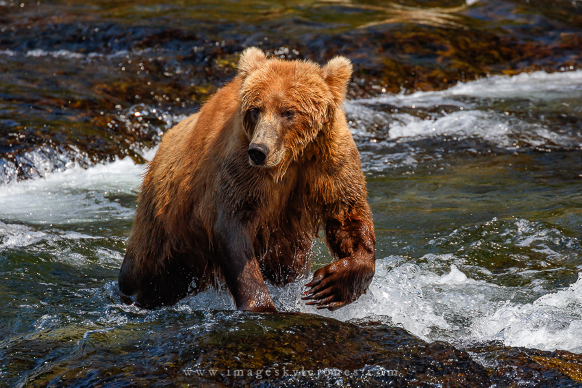 0255 Bear Claw_850.jpg