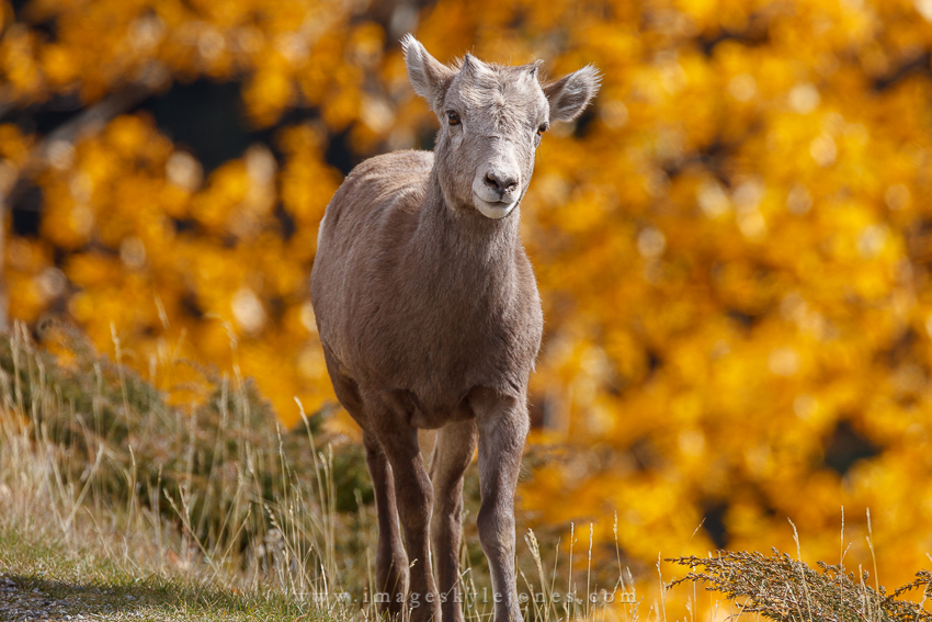0288 Autumn Bighorn_850.jpg