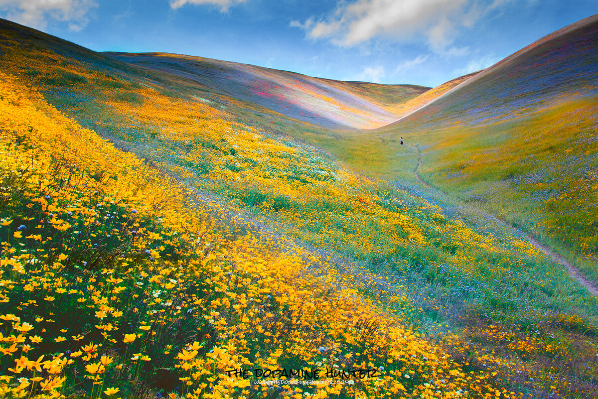 03-27-04-Gorman-Wild-Flowers--83-Editweb.jpg