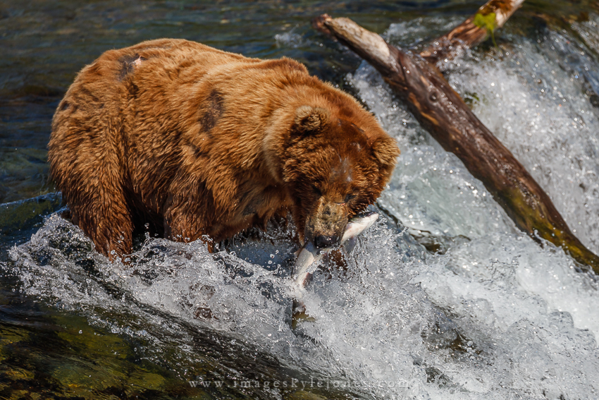 0351 Grizzly Fish Catch_850.jpg