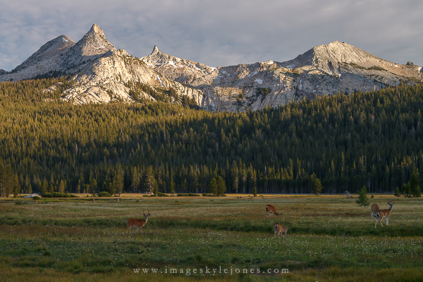 0352 Unicorn Deer_850.jpg