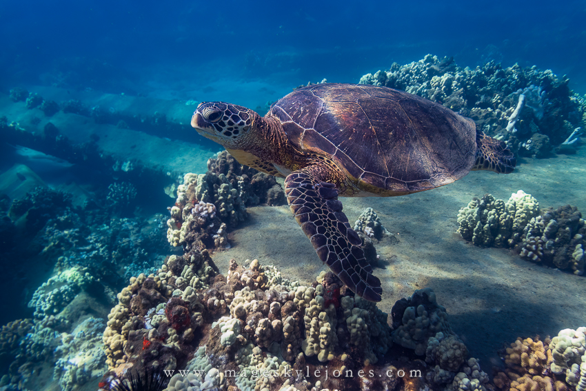 0371 Green Sea Turtle_850.jpg