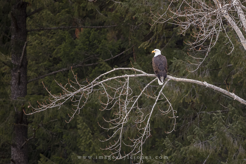 0379 Eagle on a Tree_850.jpg