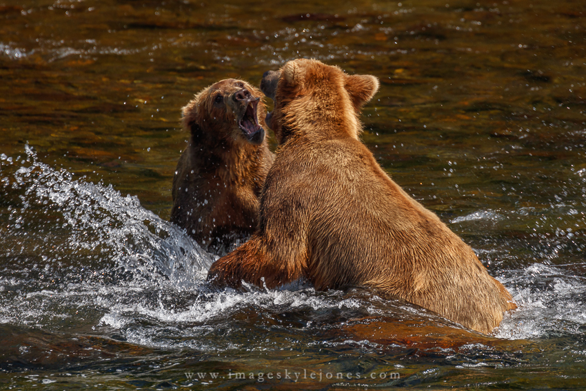 0428 Bear Fight_850.jpg