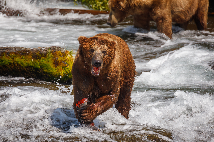 0448 Salmon Roll_850.jpg