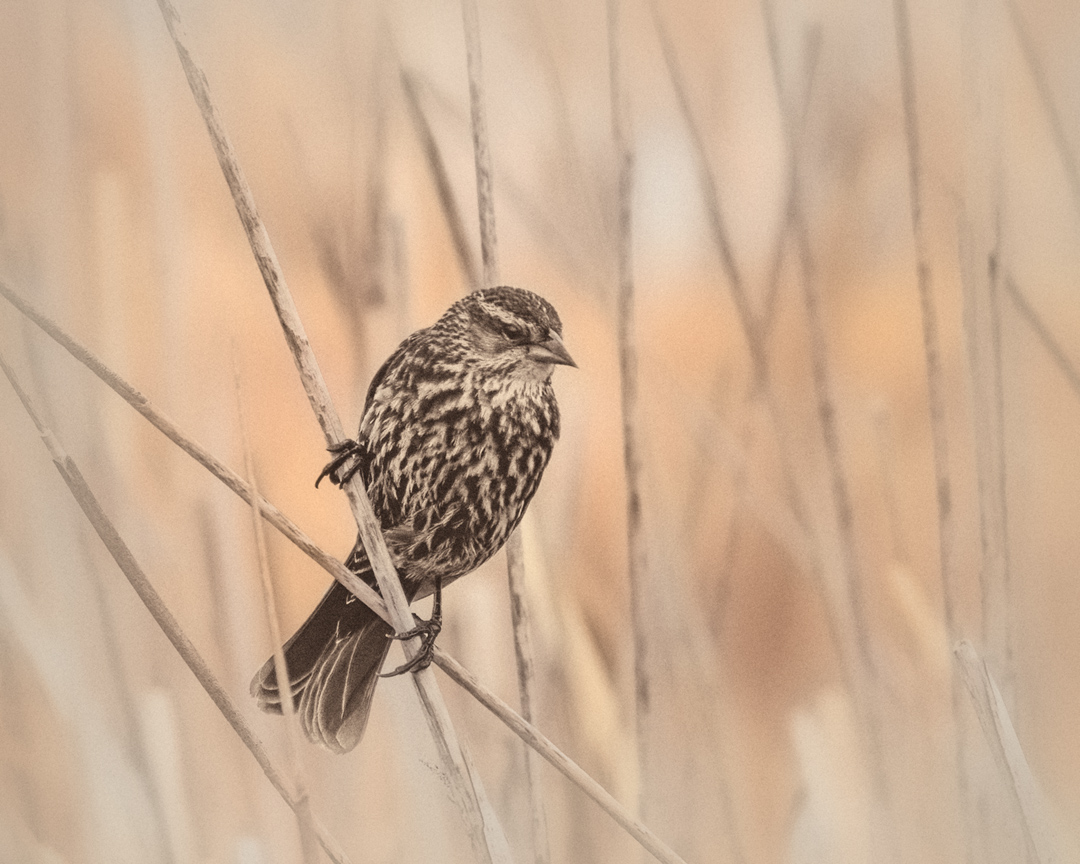 05-21-2021---Song-Sparrow-6.1.jpg