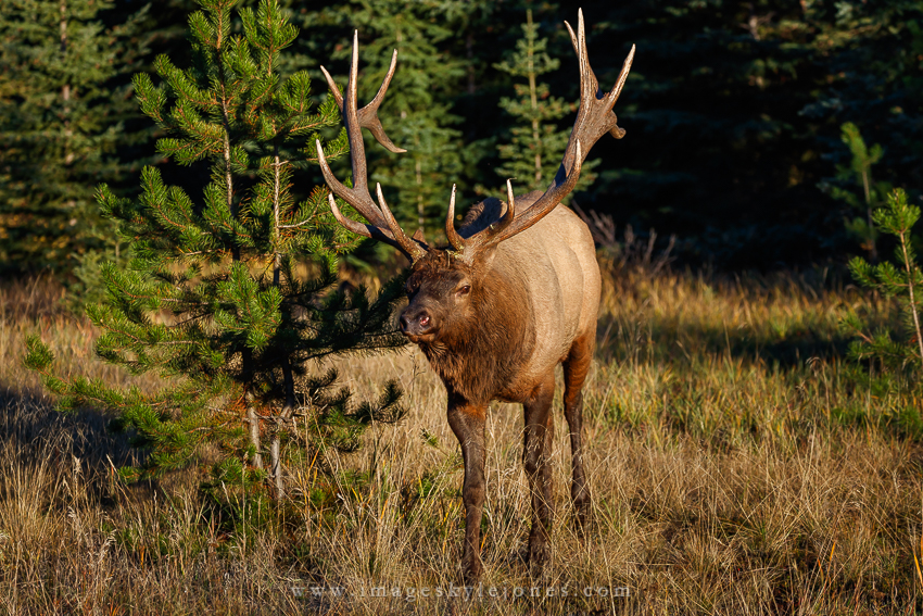 0539 Approaching Bull_850.jpg