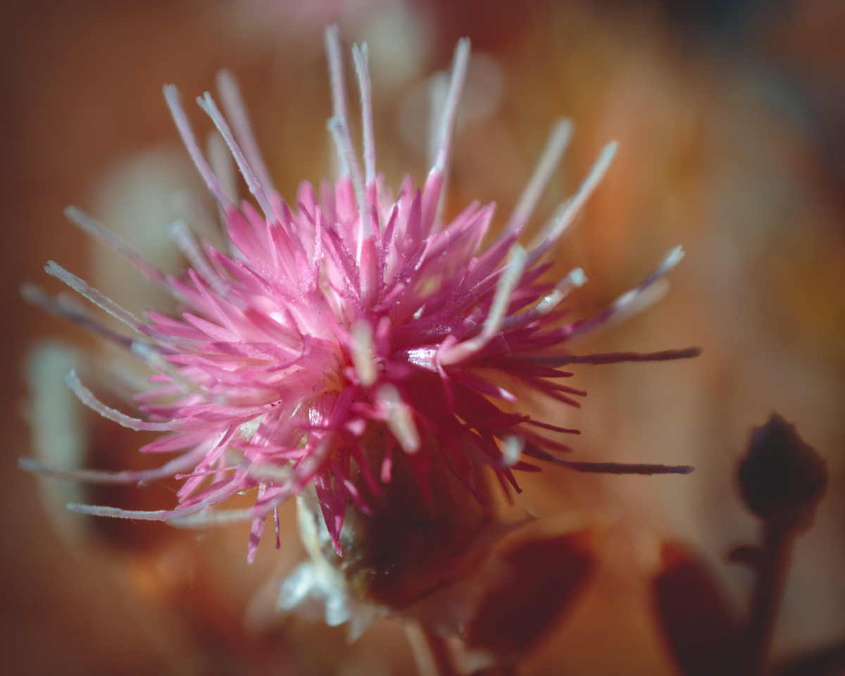 06-27-2021---Weeds---3.jpg