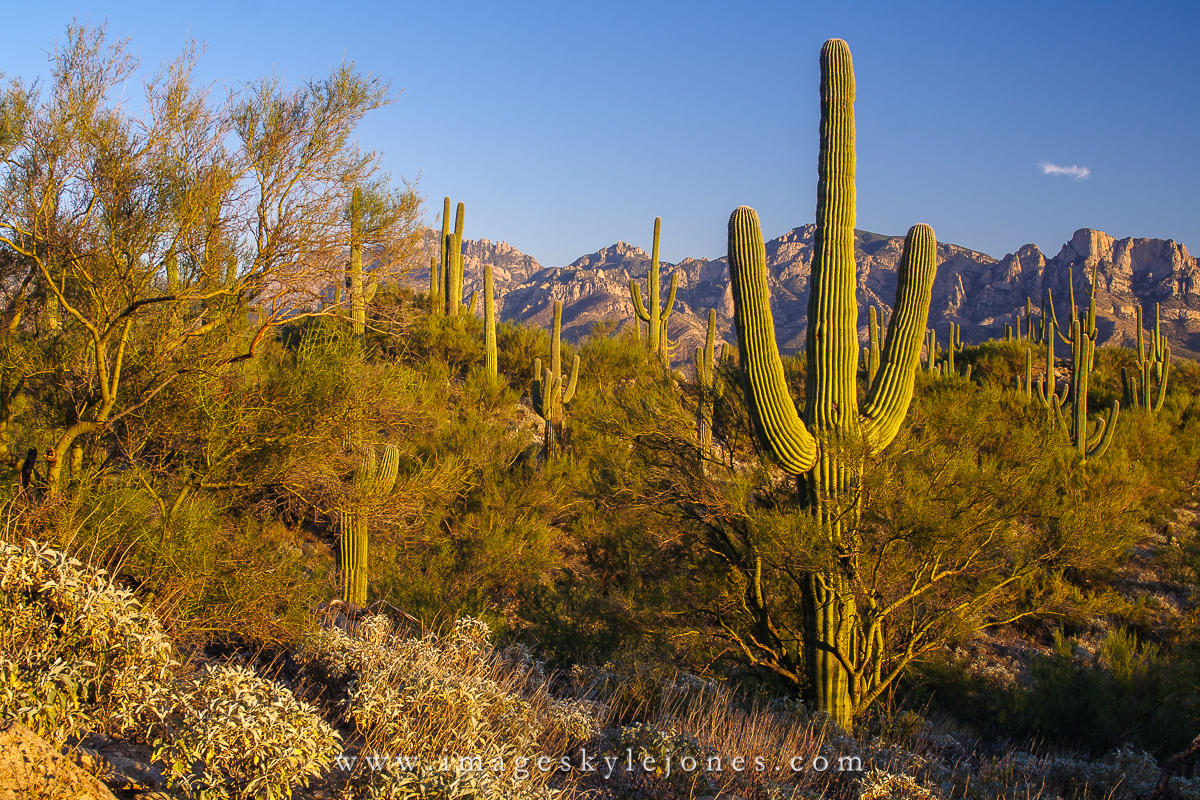 0605 Saguaro Sunset_1200.jpg