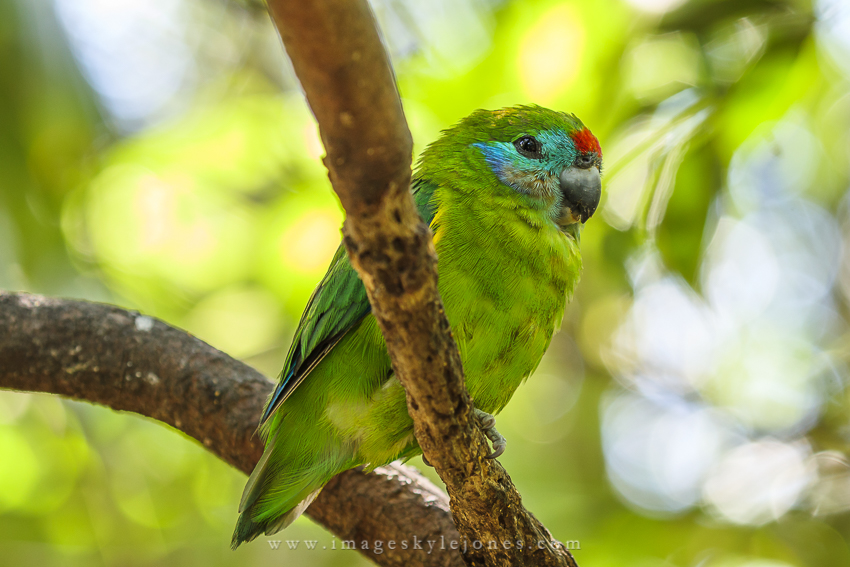 0620 Taronga Bird_850.jpg