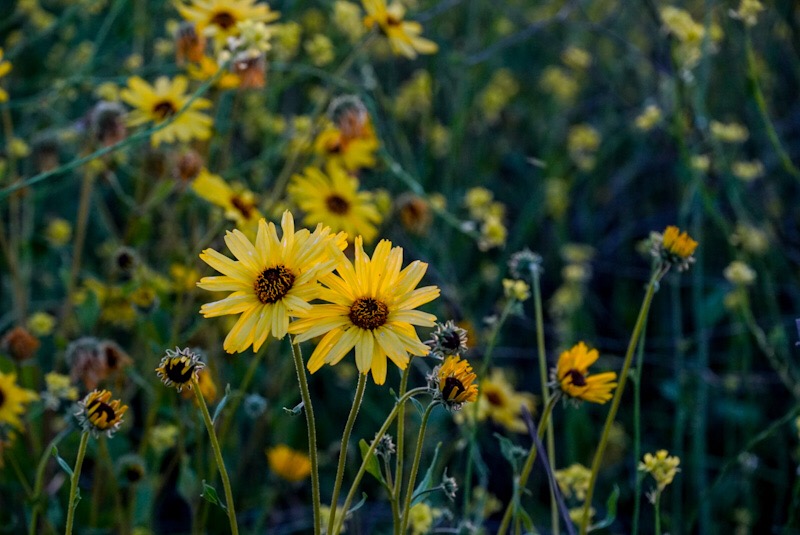 080E1AD6-5B1F-456F-96C4-E2E986A17935.jpeg