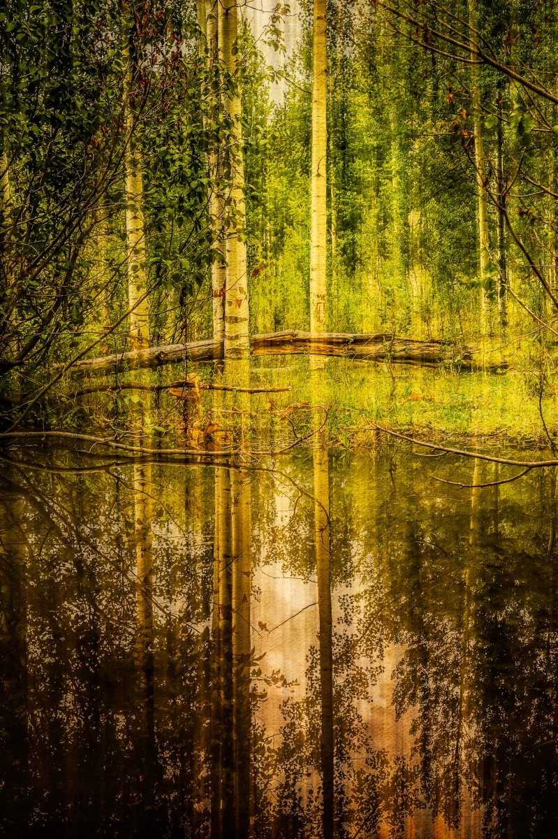09-01-2018 - Grand Mesa Beaver Pond 9.2 (1 of 1).JPG