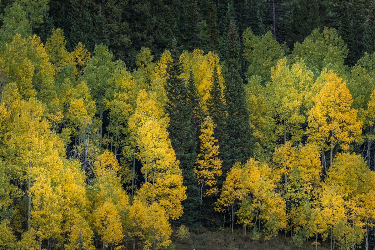 09-08-2018 - Grand Mesa - Leaves - 1 (1 of 1).JPG