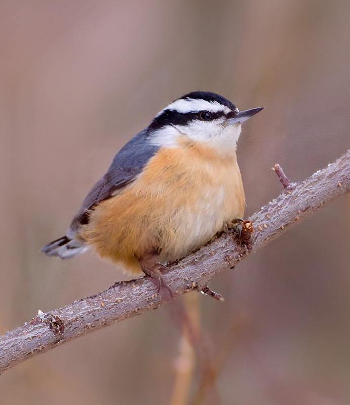 Basic bird photography Focal World