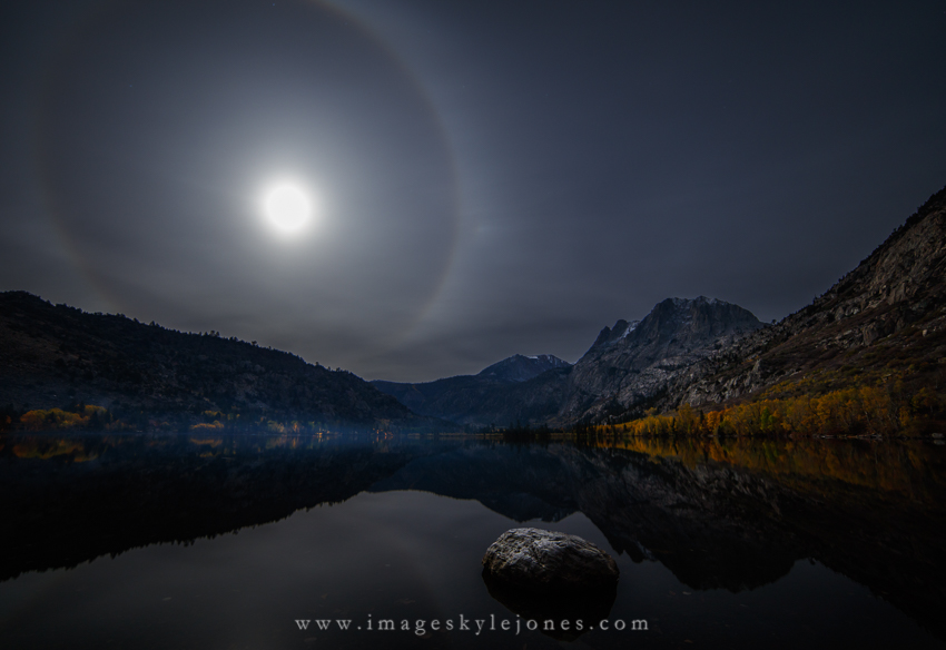 0989 Silver Moon Dog_850.jpg