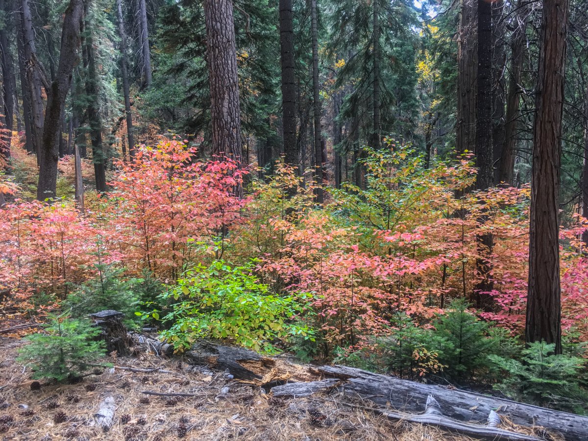 0F87AA05-2963-4CFE-A71B-065CB280AAE4.jpeg