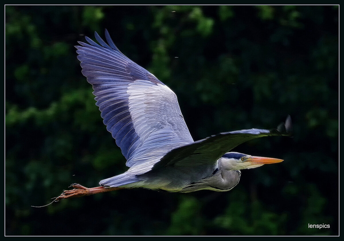 1-07-HERON IN FLIGHT - Copy - Copy.jpg