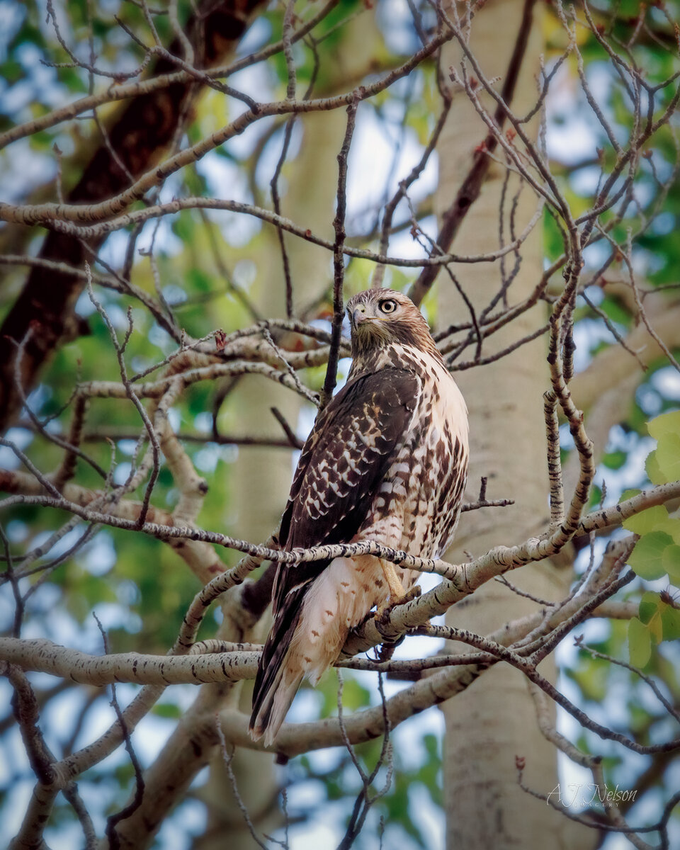 10-03-2021---Eagle---2.jpg