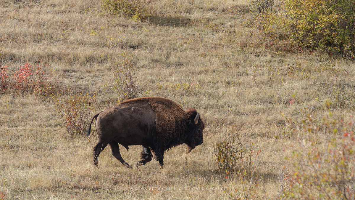 1002 Running Bison_1200.jpg