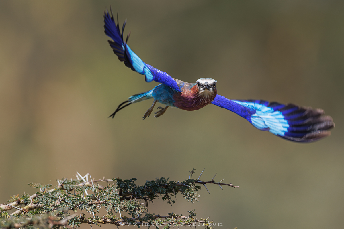 1048 Roller in Flight_1200.jpg