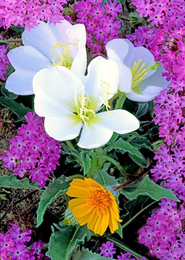 110242863.bElAeN8G.primrosesndsunflowerII.jpg