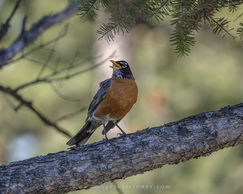1185 Singing Red Bird_850.jpg