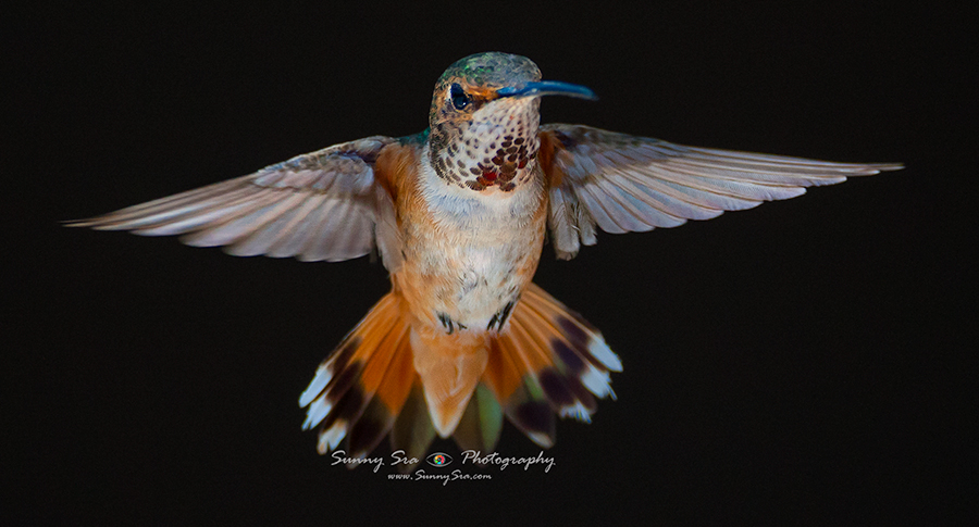12-07-17-Humming-Birds-6281.jpg