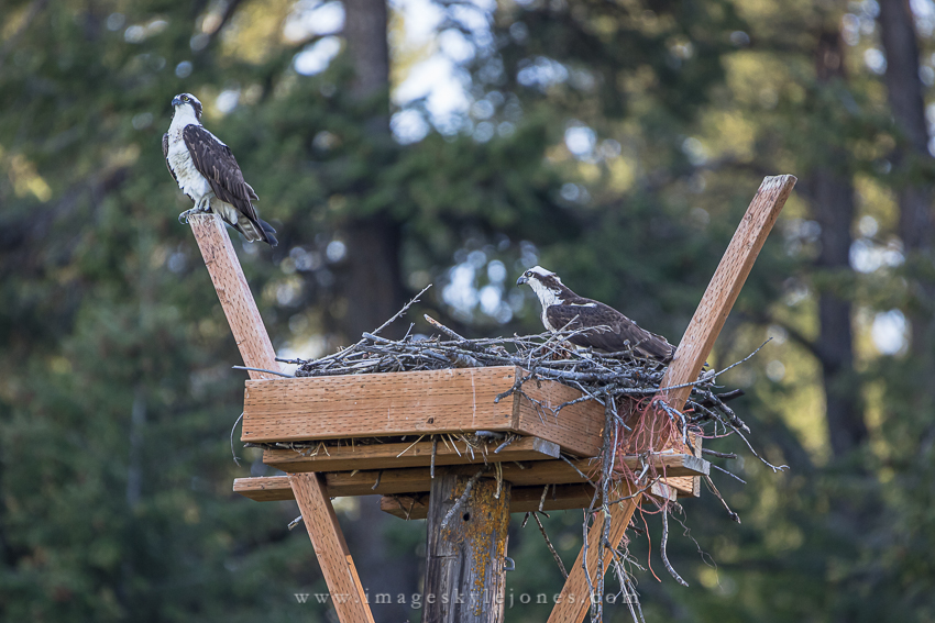 1215 Ospreys on Guard_850.jpg