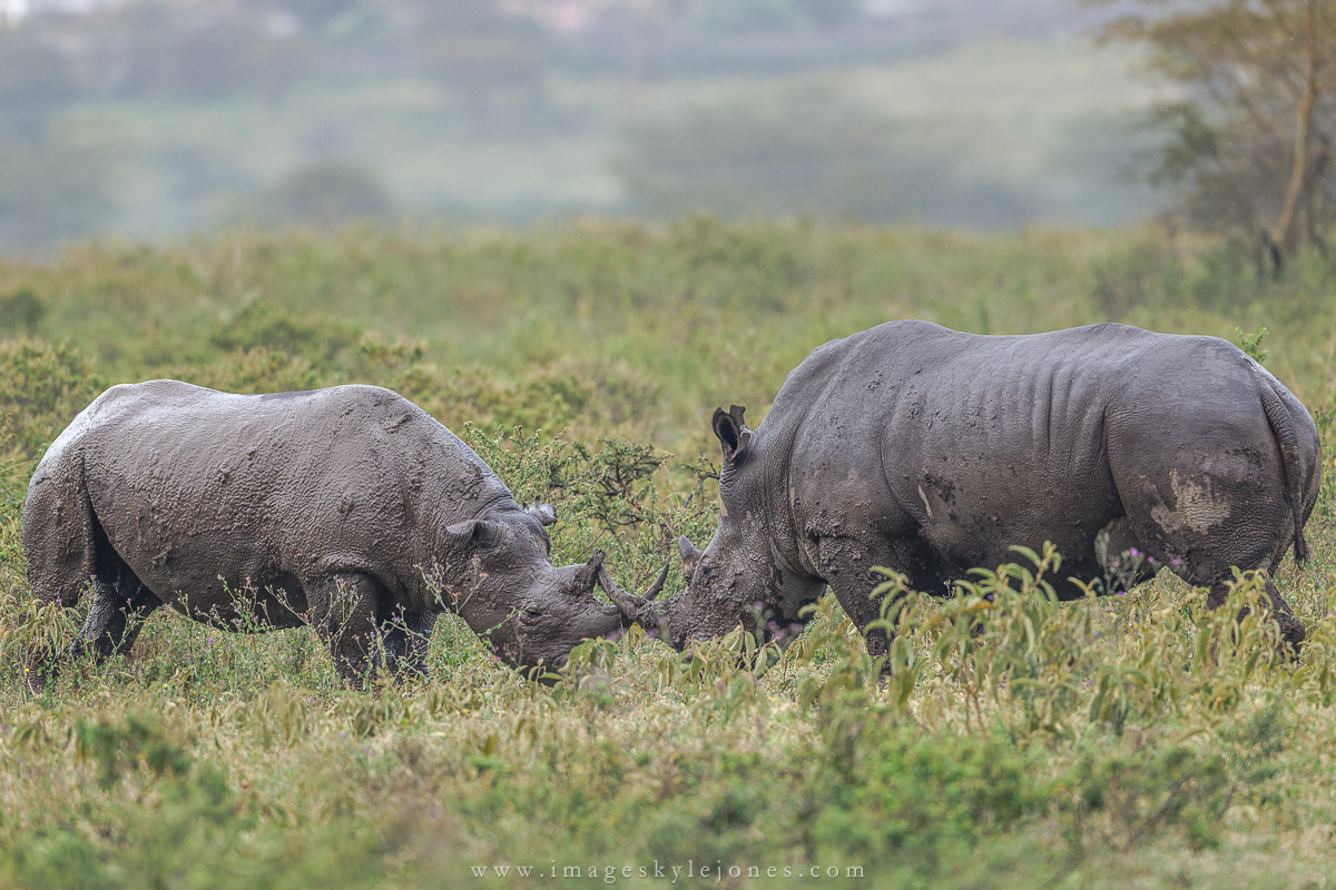 1217 Black and White Rhino Fight_1200.jpg