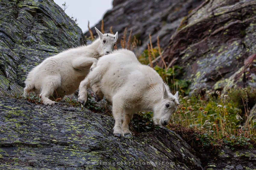1322 Mountain Goat Climbing Kids_850.jpg