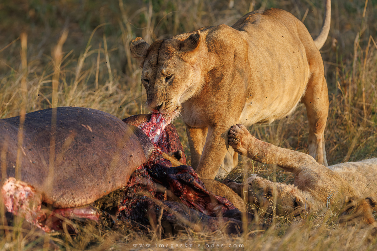 1381 Lions Feeding on Hippo_1200.jpg