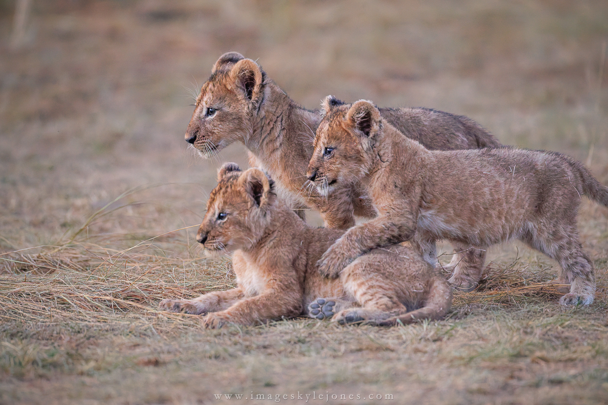 1435 Lion Cubs Posing_1200.jpg