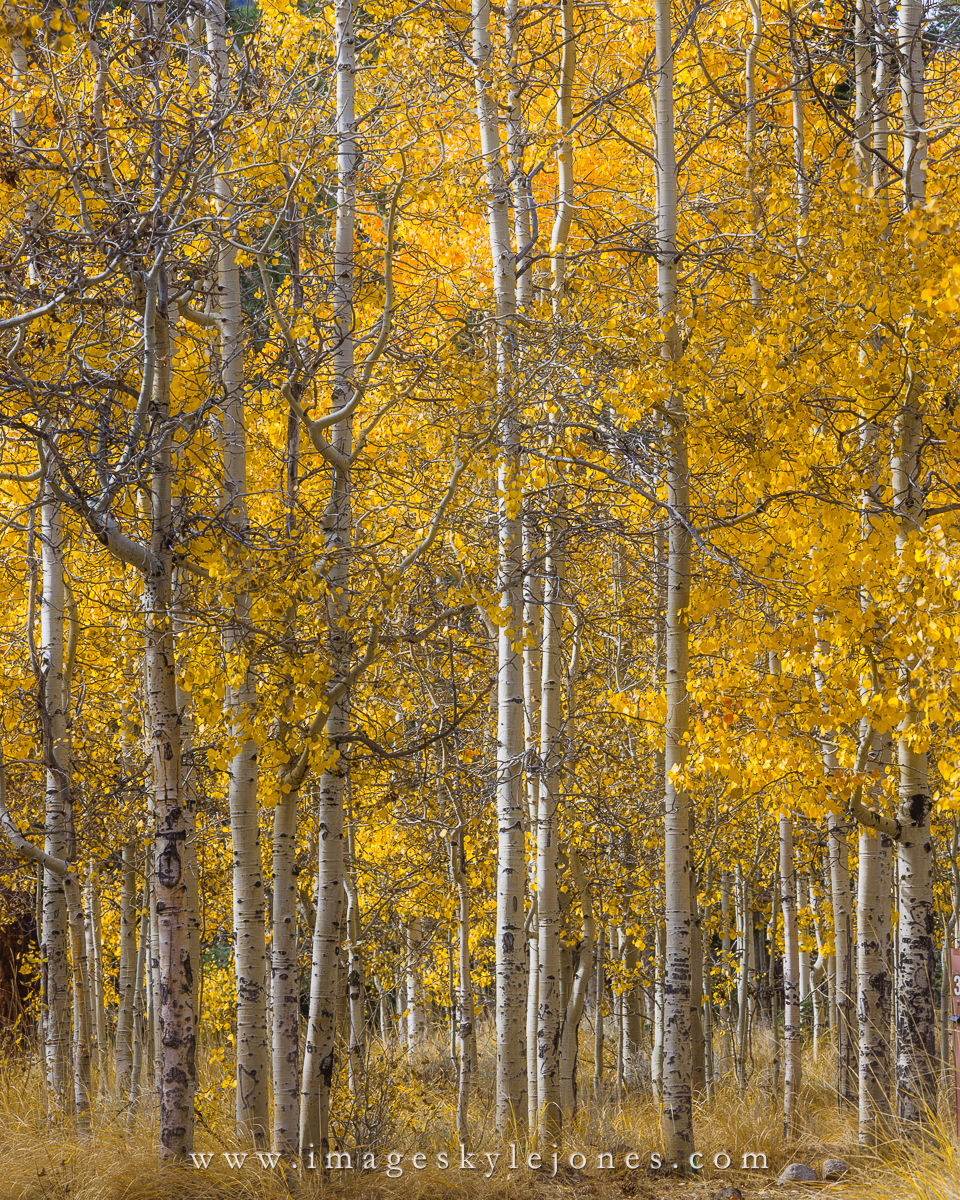 1469 Lee Vining Aspens_1200.jpg