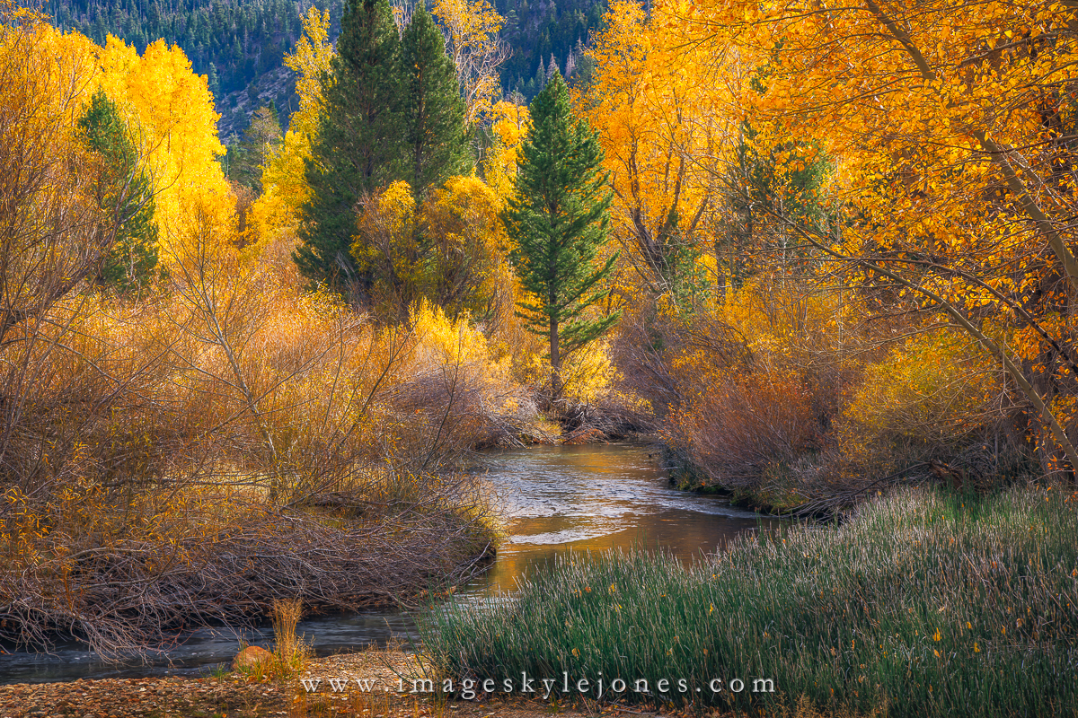 1475 Lee Vining Creek Colors_1200.jpg