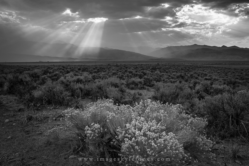 1494 Sunbeams and Brush B&W_850.jpg