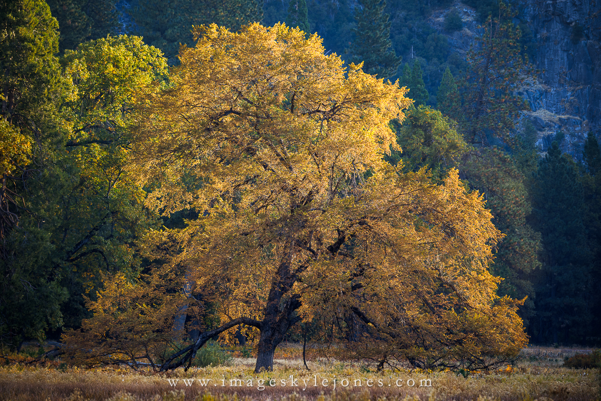 1502 Cooks Meadow Sunrise Oak_1200.jpg