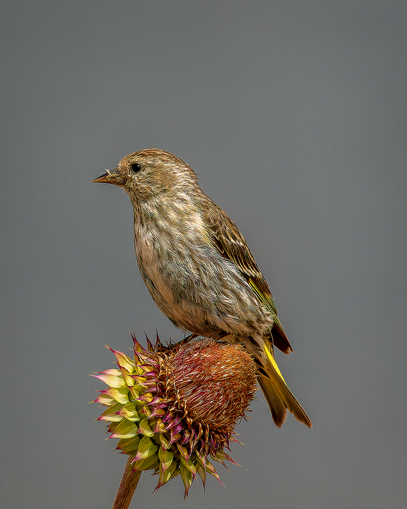 150805-1108-5DS- R-CR2_DxO_DeepPRIME.jpg