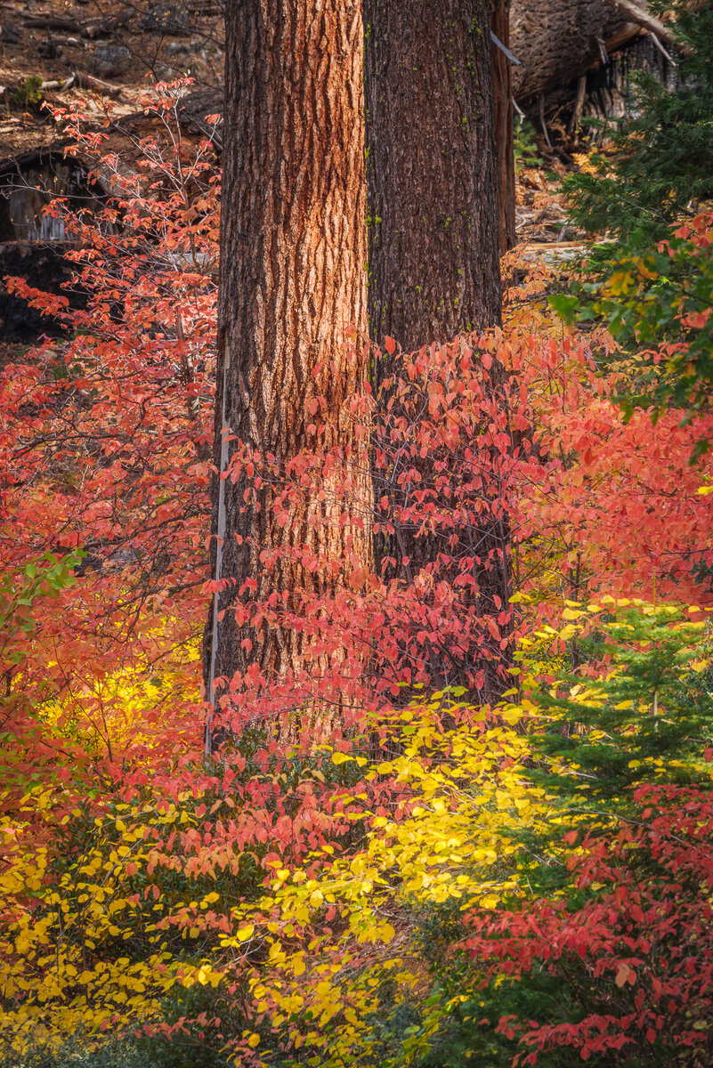 1509 Autumn Pines_Website.jpg