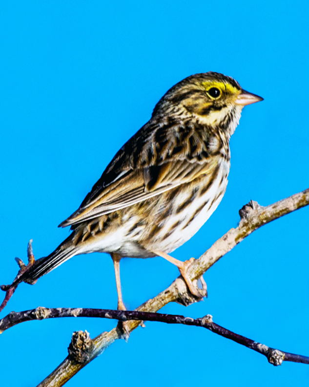 154299603.WY9JaBBf.SavannahSparrow1of12.jpg