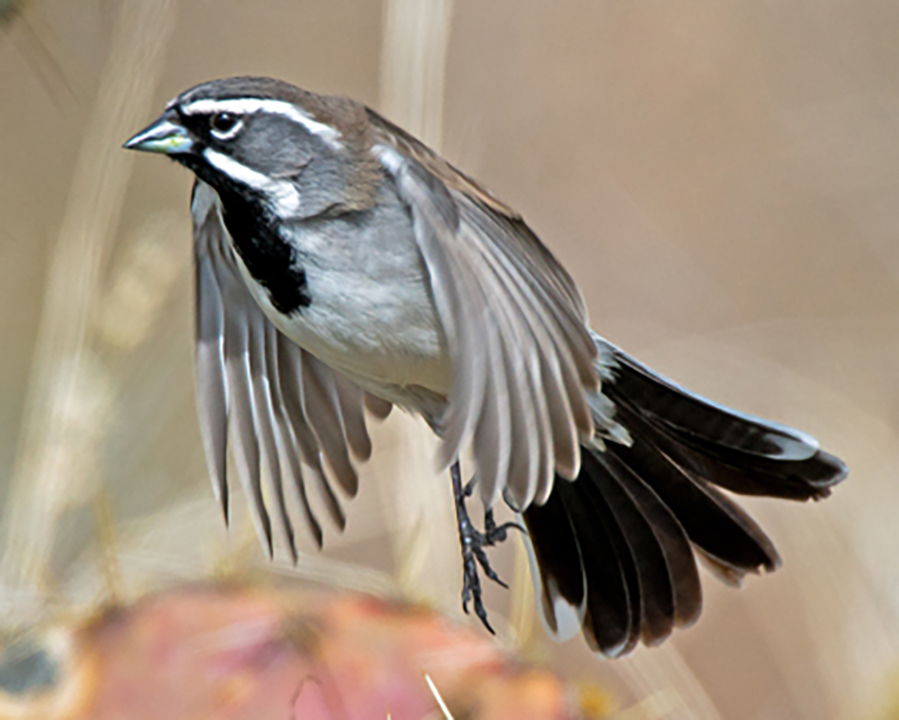 154398277.ACJBUDpq.BlackthroatedSparrow1of1.jpg