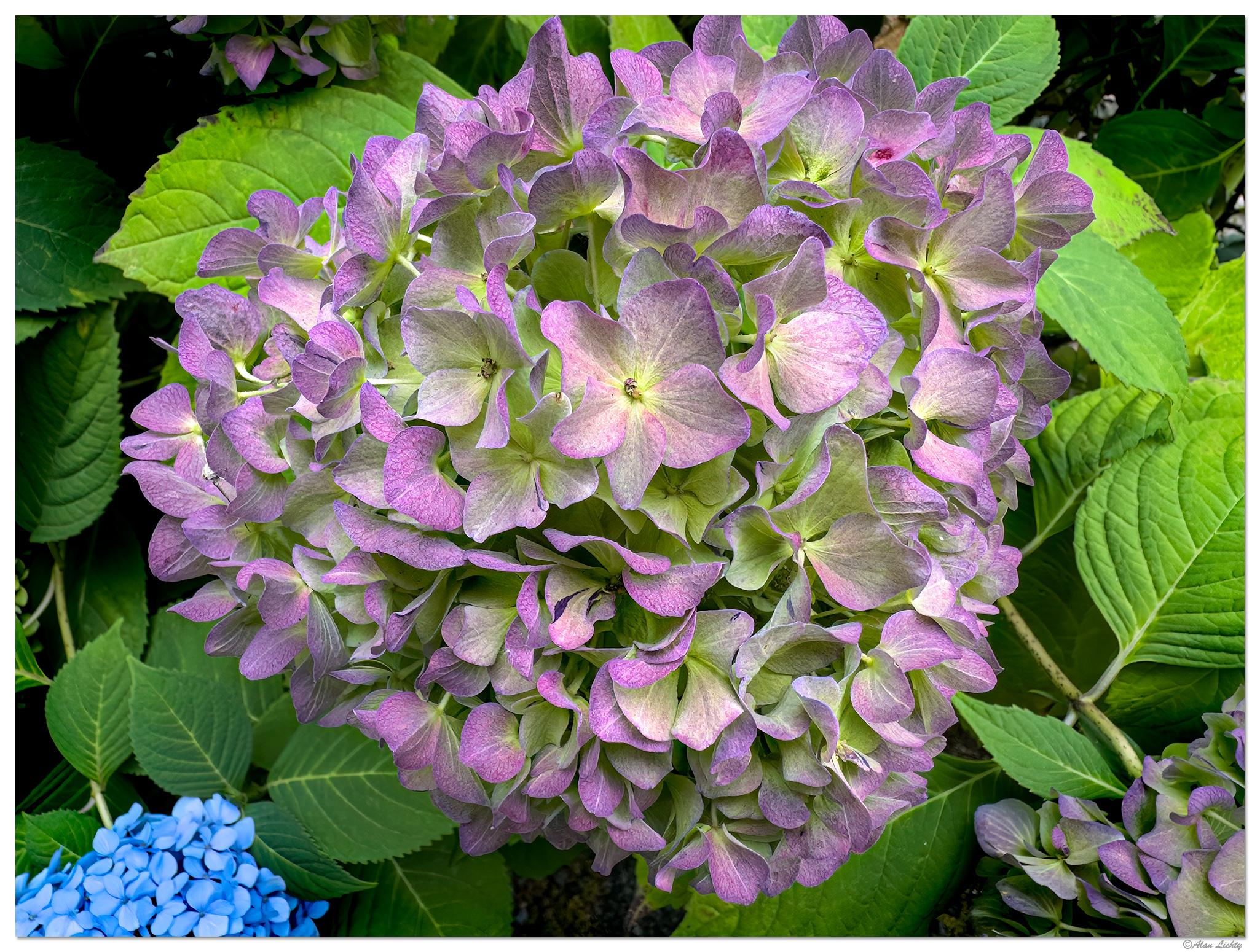 Late Season Blooms | Focal World