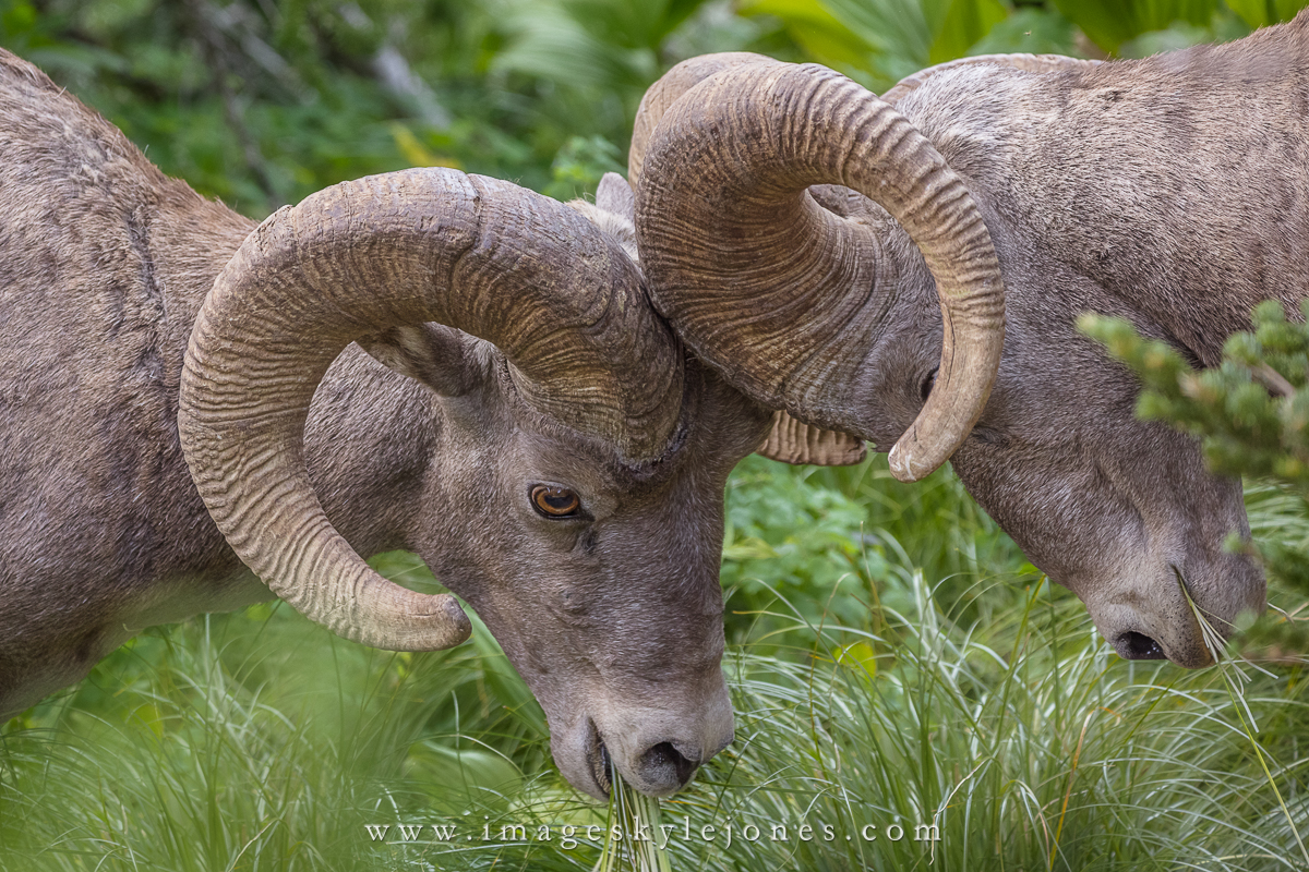 1659 Butting Heads_1200.jpg