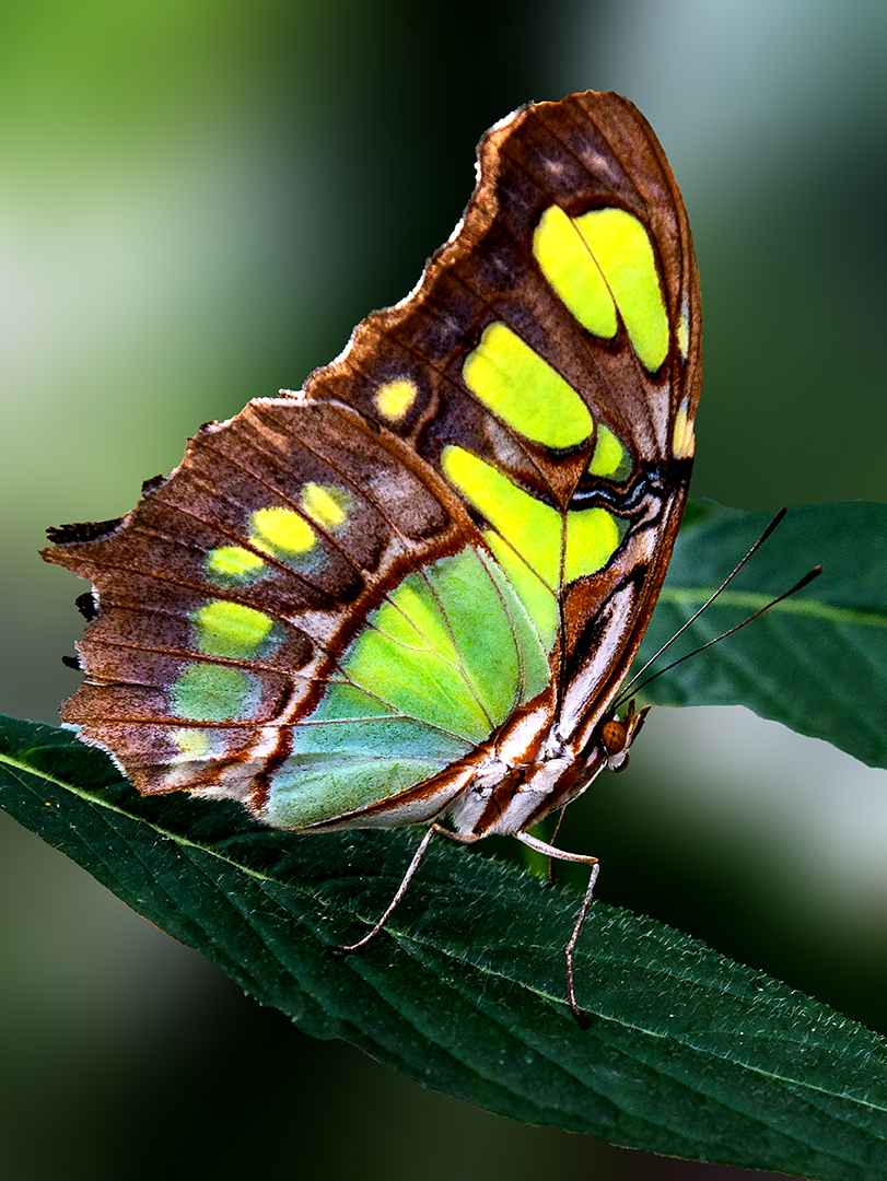 166340717.hL8EN9c8.MalachiteButterfly.jpg