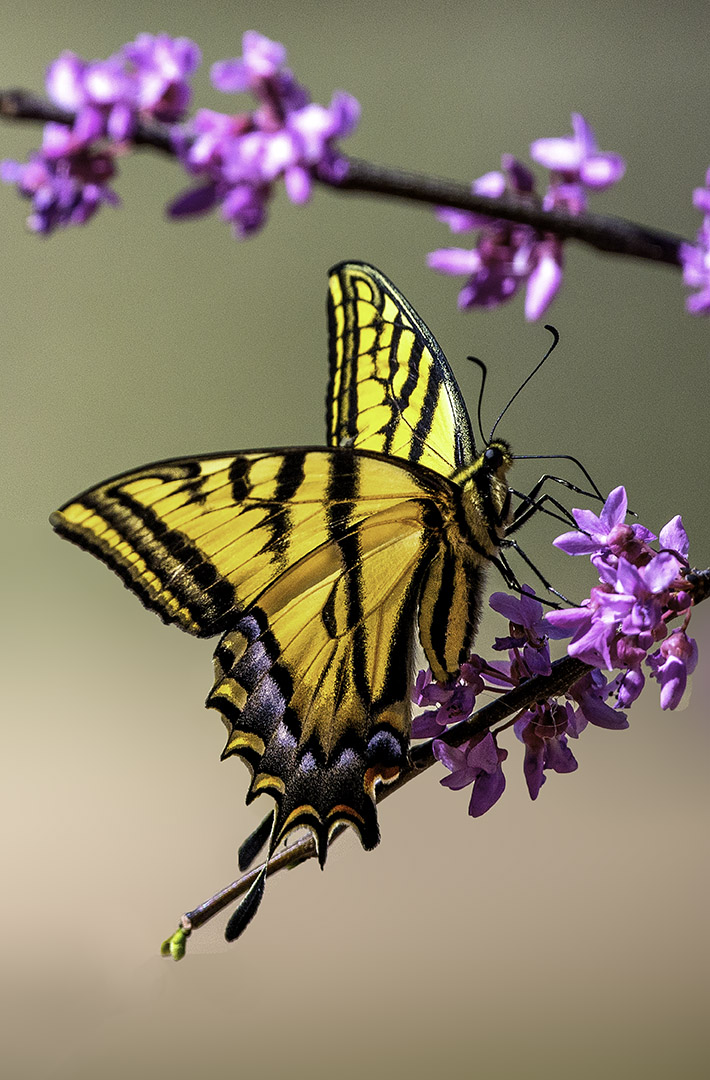 167282947.MZh4XF13.SwallowtailCottonwoodAZ.jpg