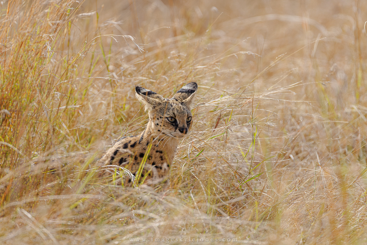 1714 Serval Cat_1200.jpg