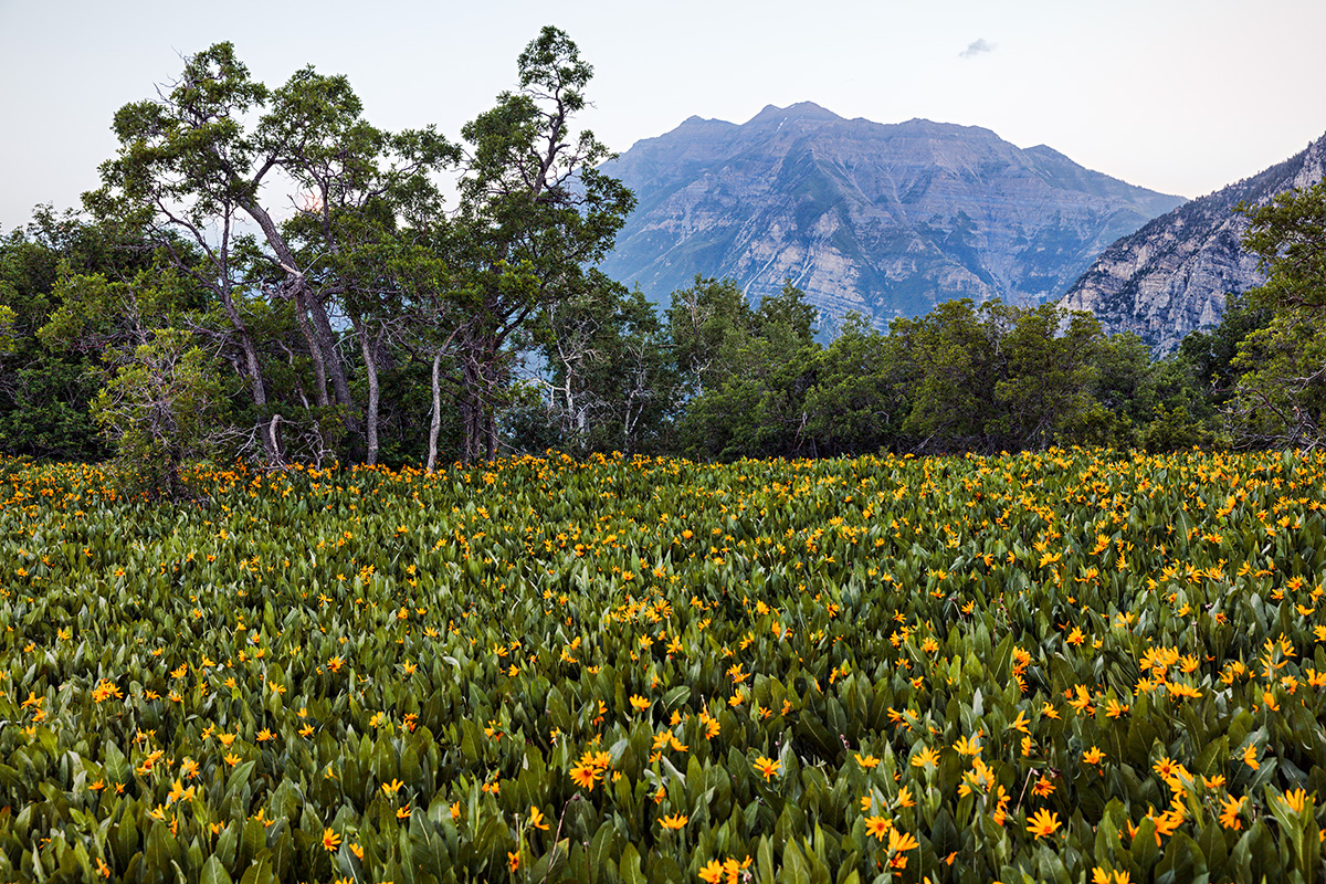 180618-6581-5DS R.jpg