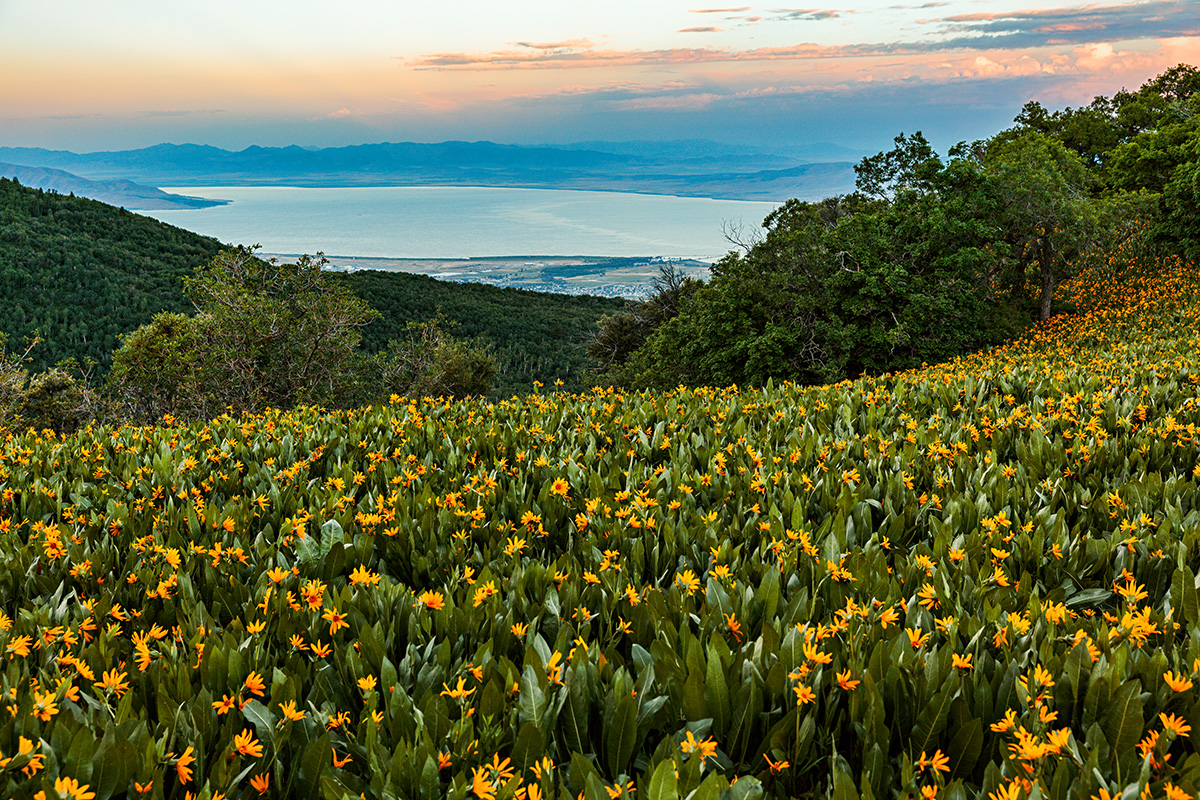 180618-6596-5DS R softer.jpg