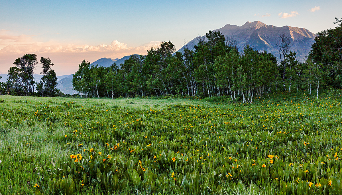 180618-6652-5DS R.jpg